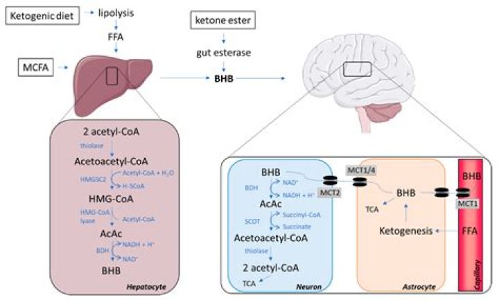 Can ketone bodies be converted to glucose?
