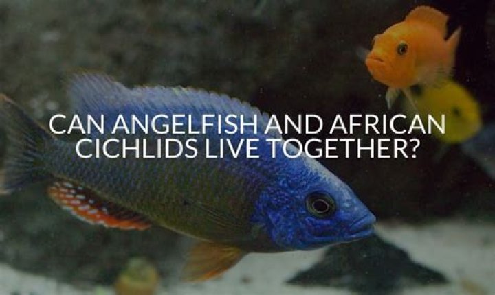Can loaches live with angelfish?