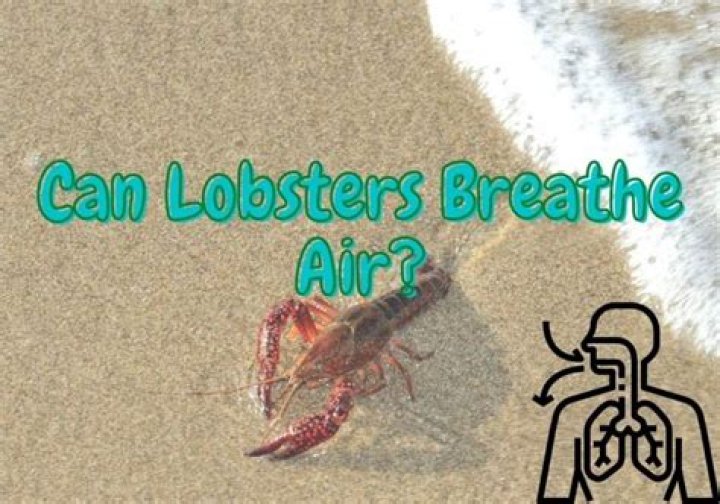 Can lobsters breathe air?