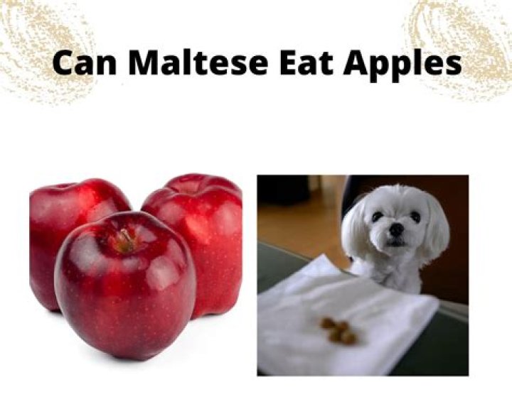 Can maltese eat apples?