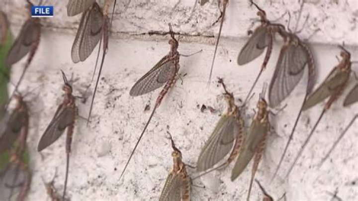 Can mayflies hatch in august?