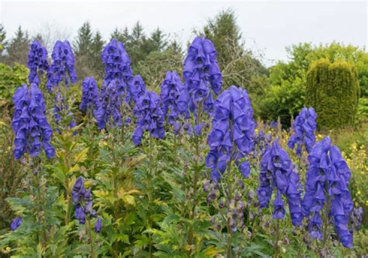 Can monkshood seeds kill you?