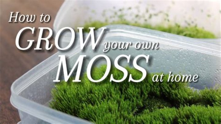 Can moss be grown?