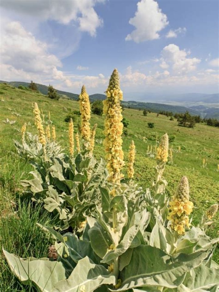 Can mullein be transplanted?