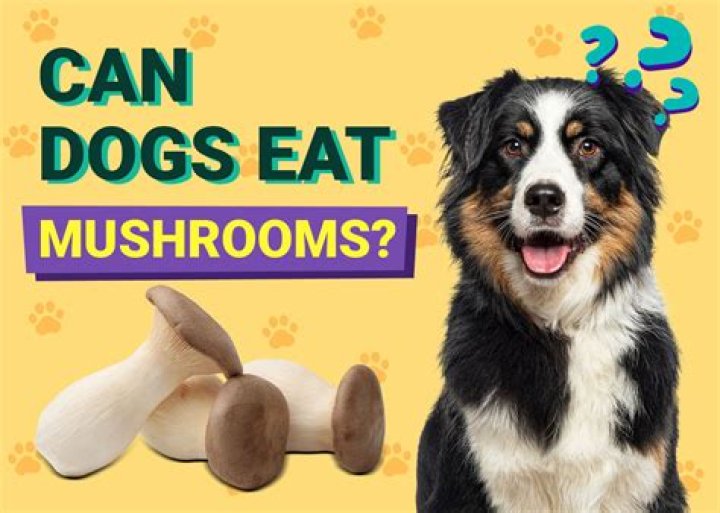 Can mushrooms eat dogs?