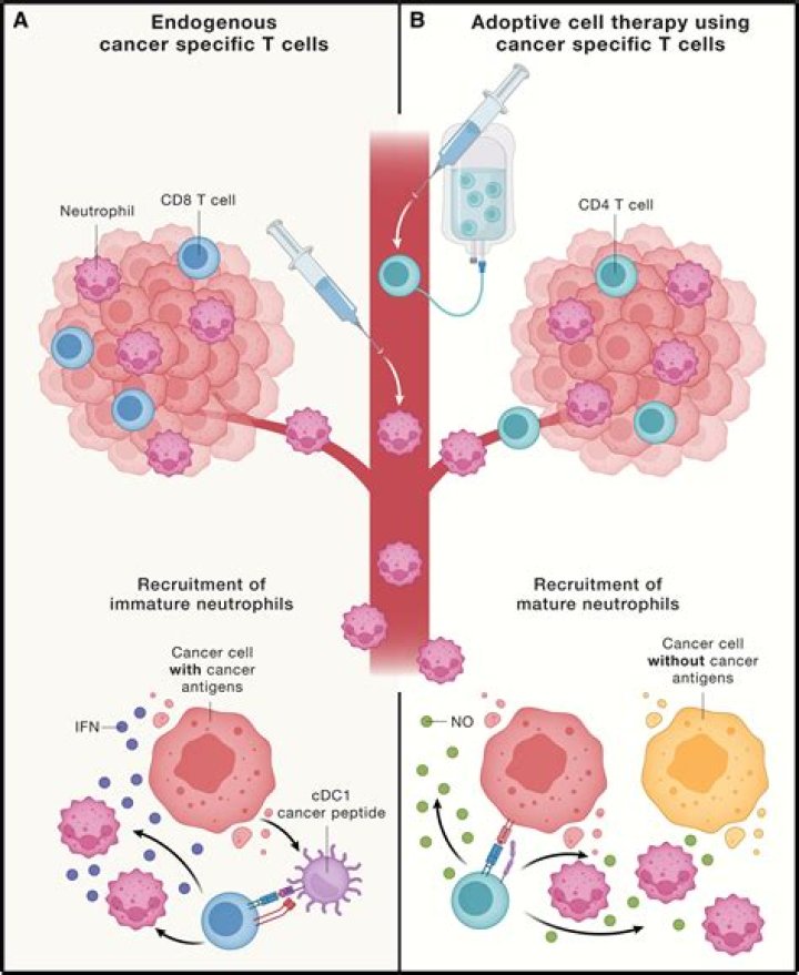 Can neutrophils kill cancer cells?