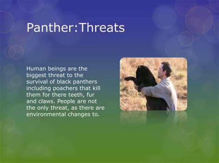 Can panthers kill humans?