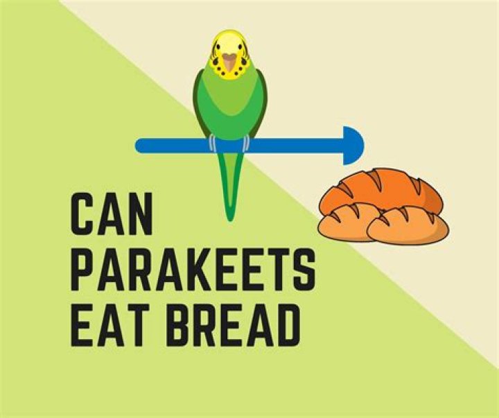 Can parakeets eat bread?