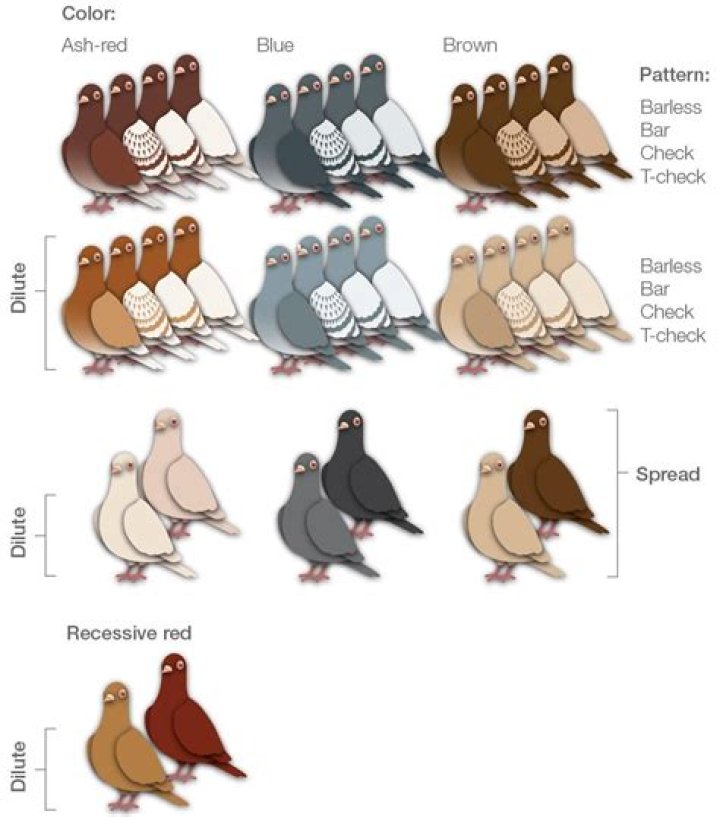 Can passenger pigeons be cloned?