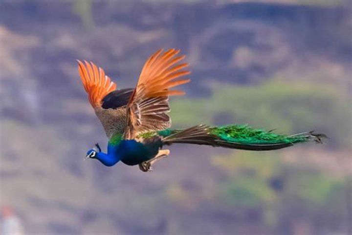 Can peacock ore get wet?