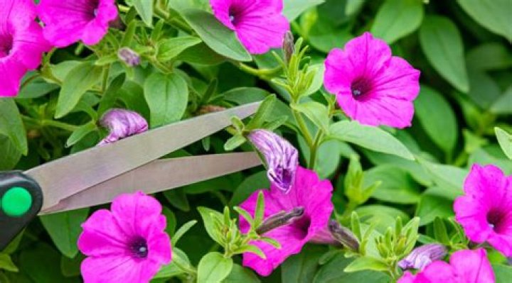 Can petunias grow from cuttings?