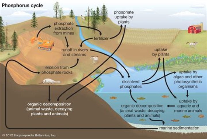 Can phosphorus be a gas?