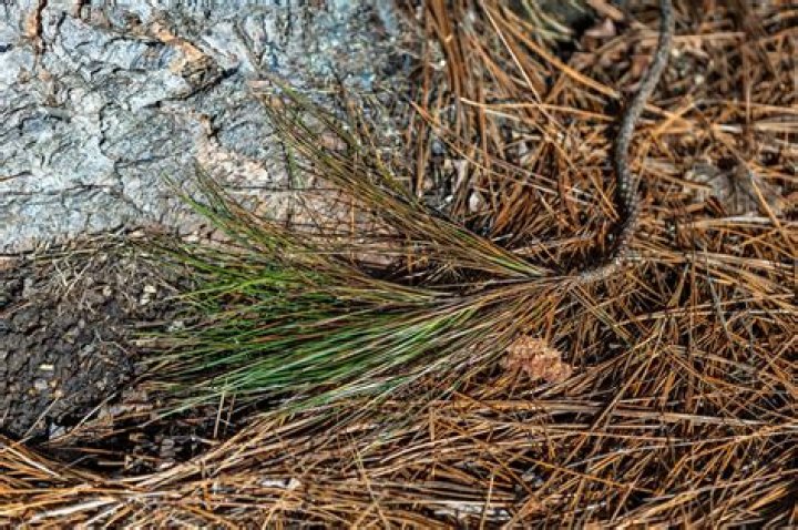 Can pine needles be used as mulch?