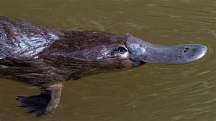 Can platypus venom kill you?