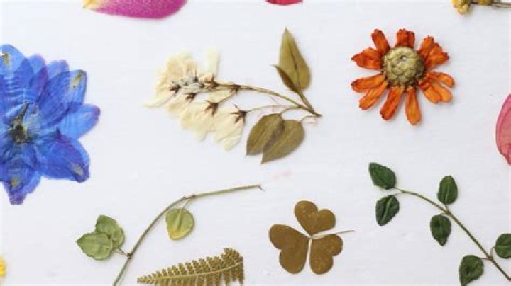 Can pressed flowers be laminated?
