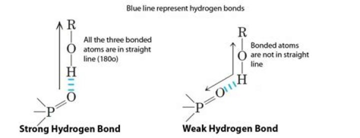 Can proline hydrogen bond?