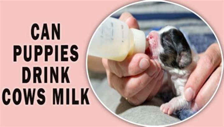 Can puppies drink cow's milk?
