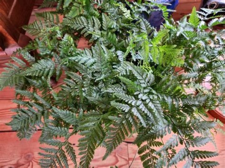 Can rabbit foot ferns live outside?