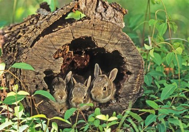 Can rabbits be dewormed?