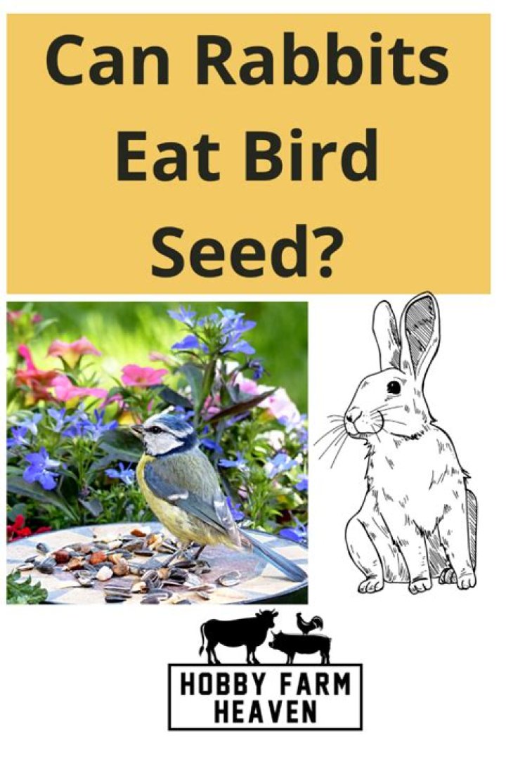Can rabbits eat birdseed?