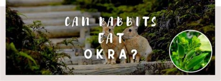 Can rabbits eat okra?