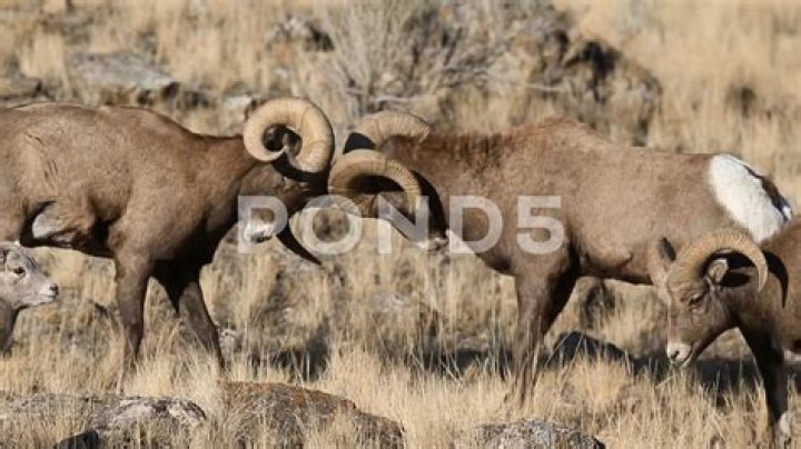 Can rams die from head butting?