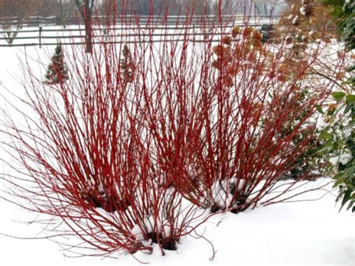 Can red twig dogwood grow in shade?