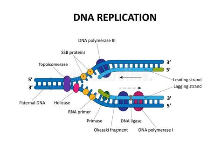 Can replication be a noun?
