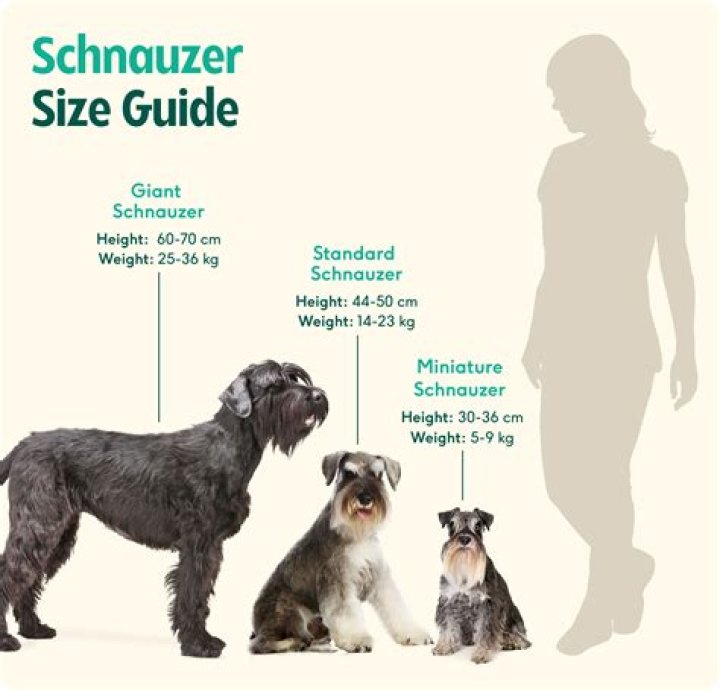 Can schnauzers eat eggs?