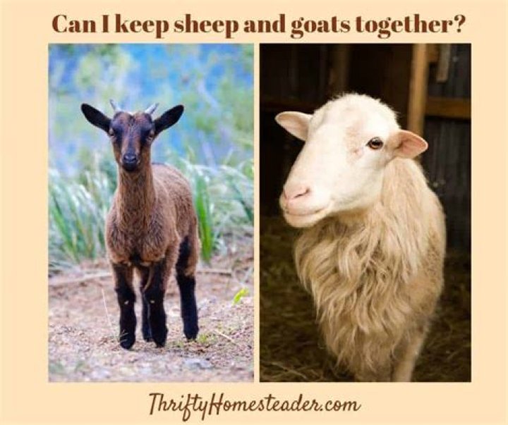 Can sheep and goats live together?
