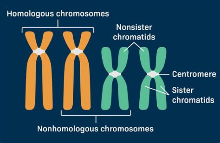 Can sister chromatids be heterozygous?