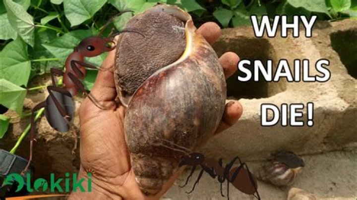 Can snails kill you?