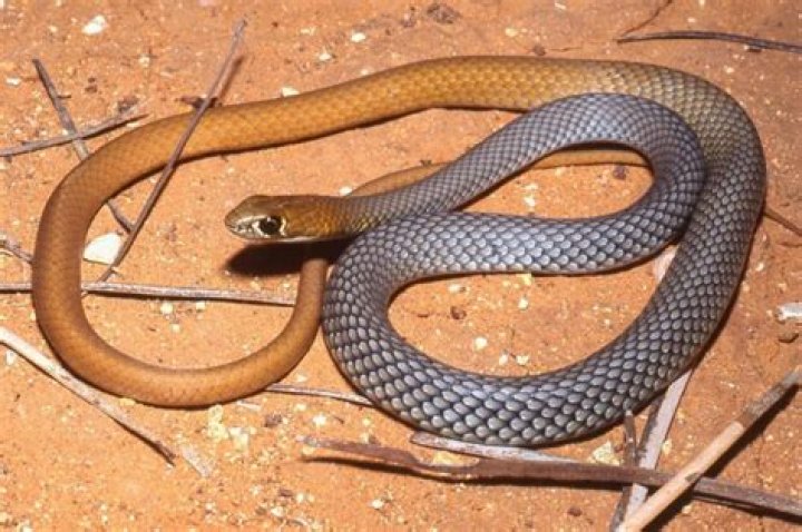 Can snake have diamond?