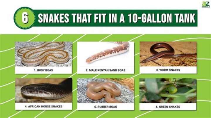 Can snakes live in a 10 gallon tank?