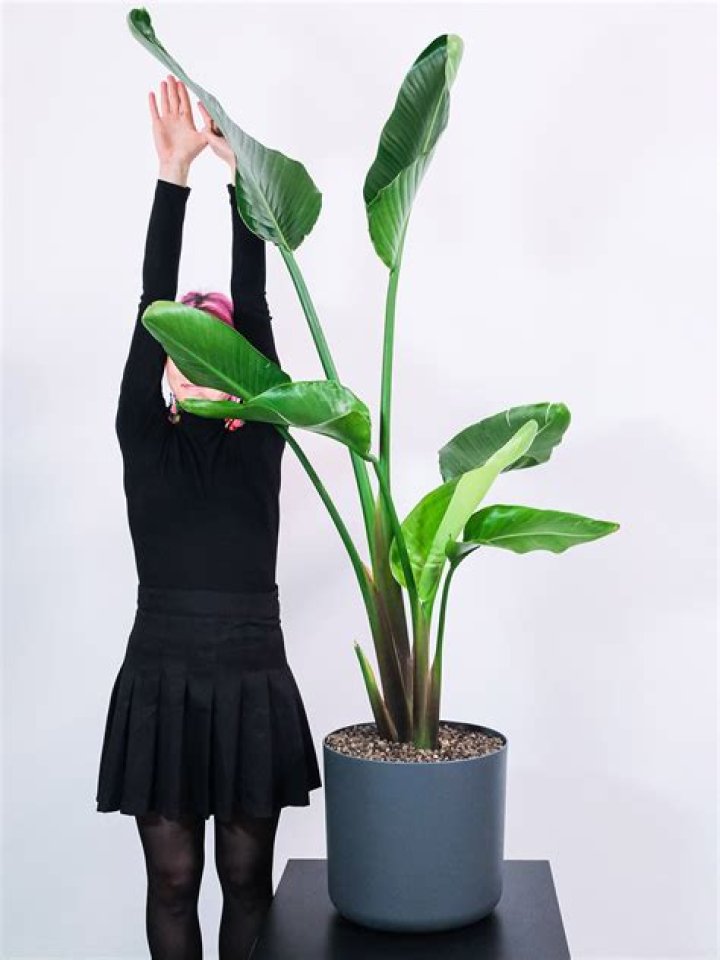Can strelitzia be transplanted?