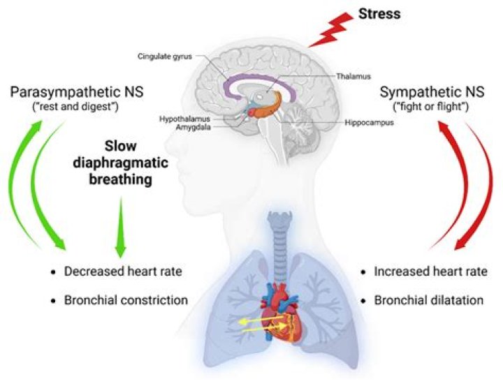 Can stress cause slow breathing?