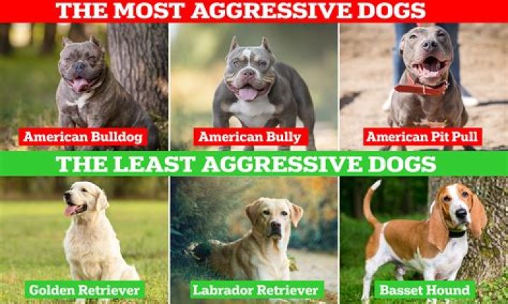 Can submissive dogs be aggressive?