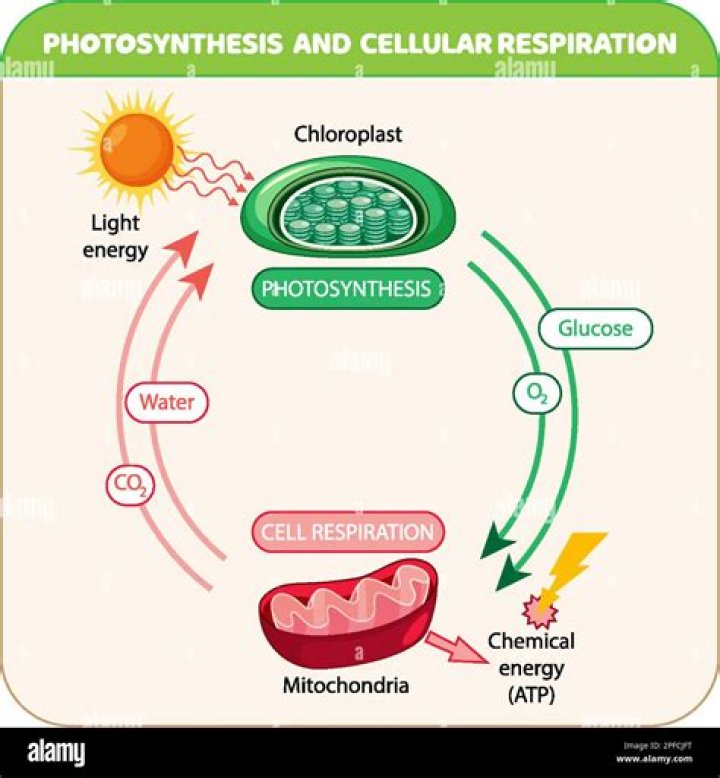 Can the process of cellular respiration be called combustion why?