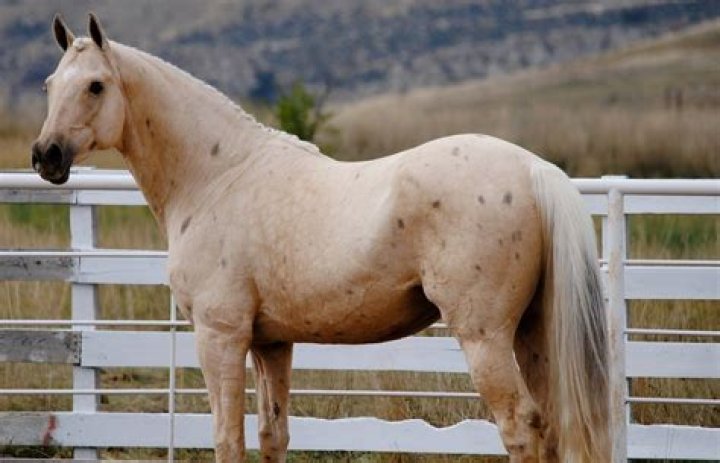 Can thoroughbreds be palomino?