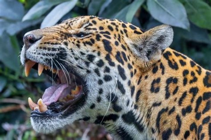 Can tigers survive in the wild?
