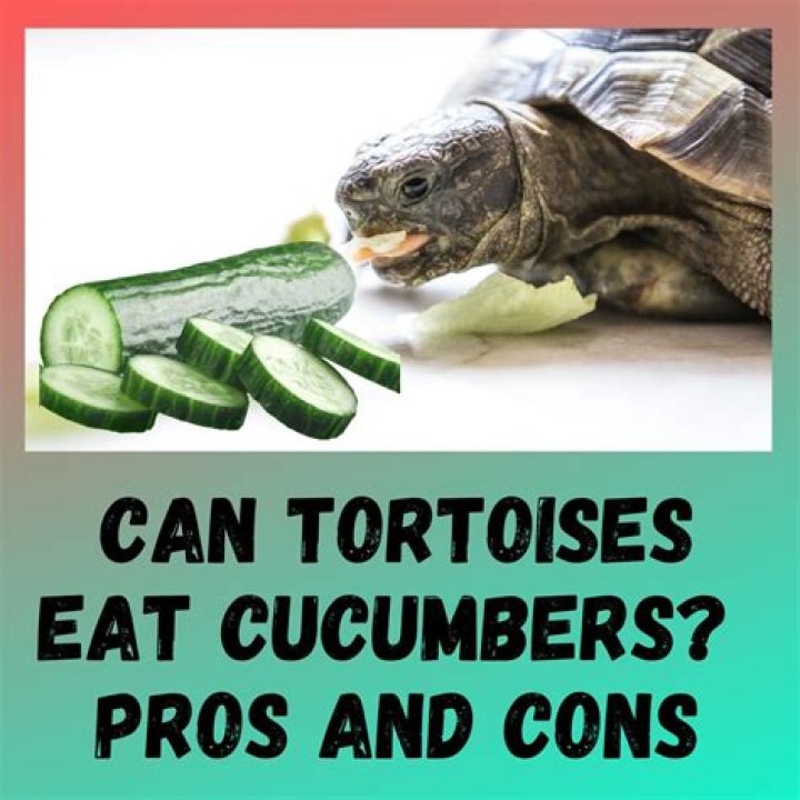 Can tortoises eat cucumber?