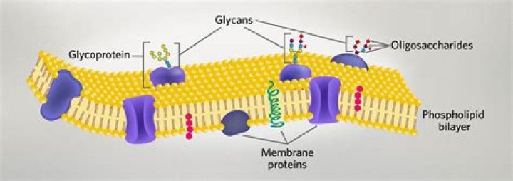Can transmembrane proteins form glycolipids?