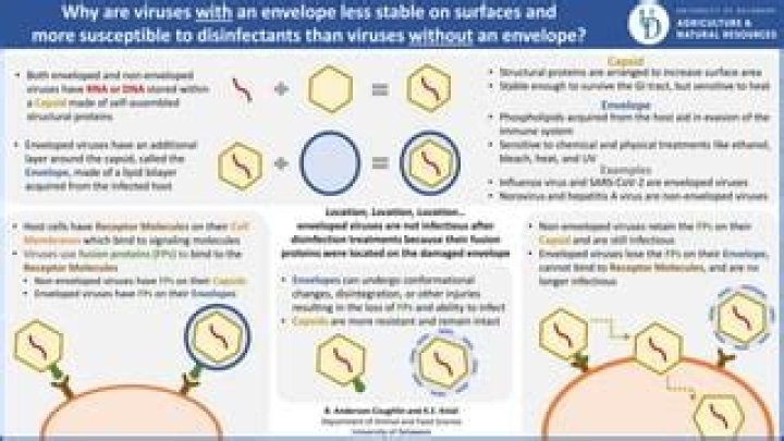 Can virus survive without capsid?