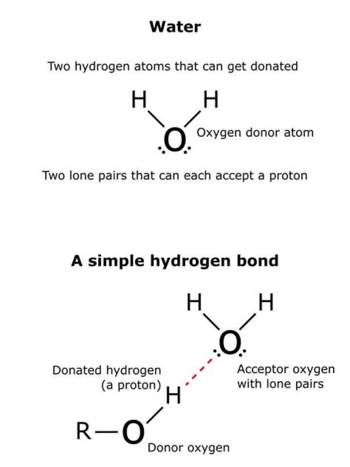 Can water form hydrogen bonds?