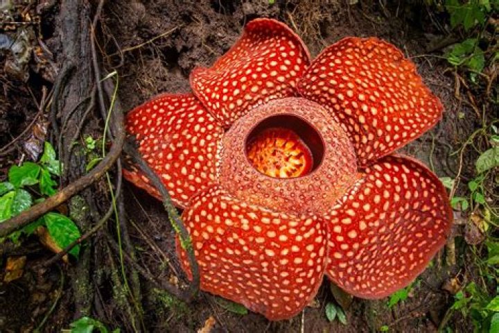 Can we eat rafflesia?