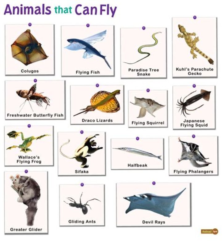 Can wings animals name?