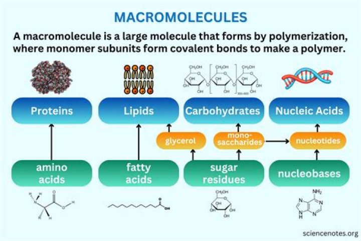 Can you break down macromolecules?