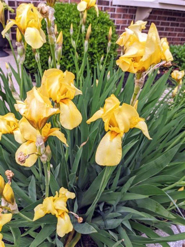 Can you dig up iris bulbs in the summer?