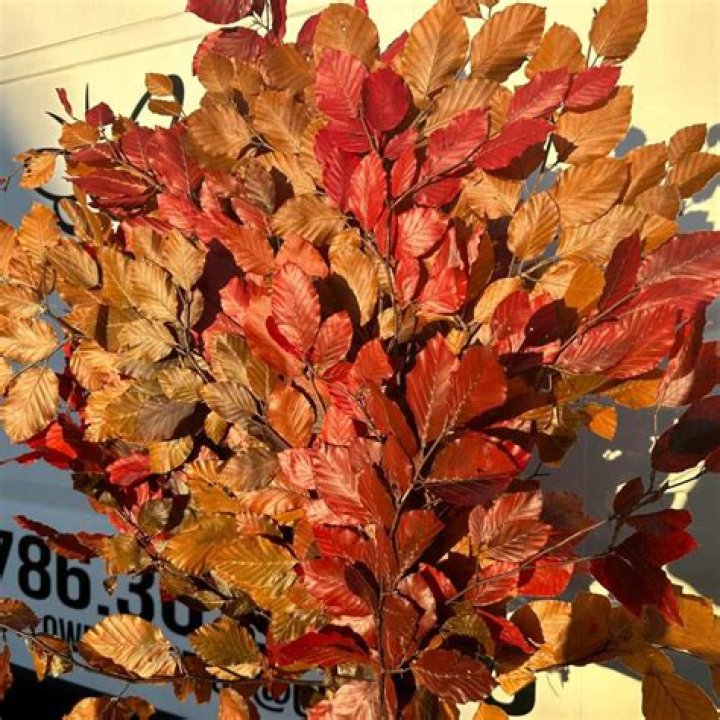 Can you eat copper beech leaves?