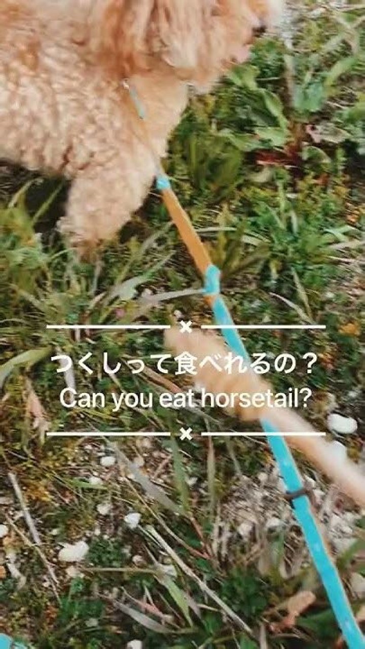 Can you eat horsetail?